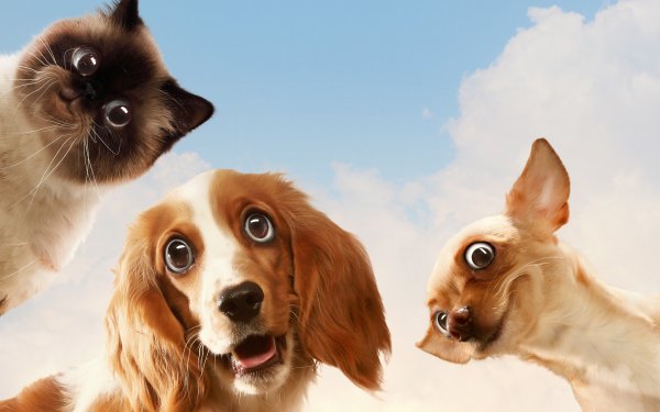 Забавные собаки