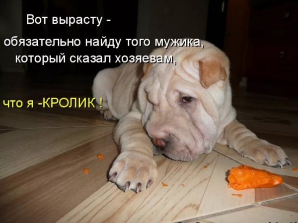 Смешные картинки с животными с надписями