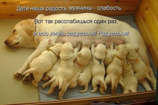 Наша радость