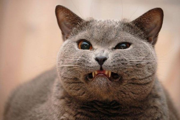 Злая кошка