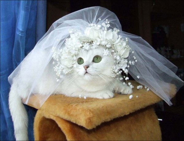 Кошки в свадебных нарядах