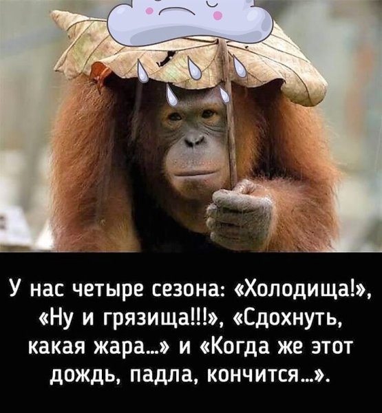 Веселые высказывания