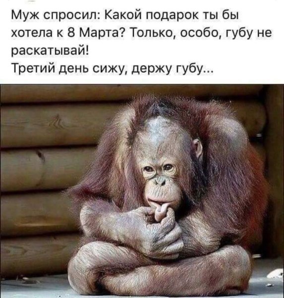 Фразы про обезьян