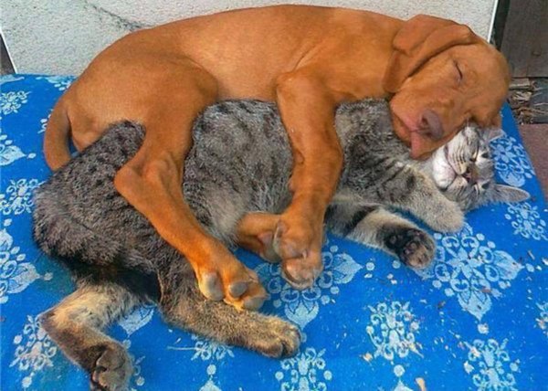 Смешные кошки и собаки