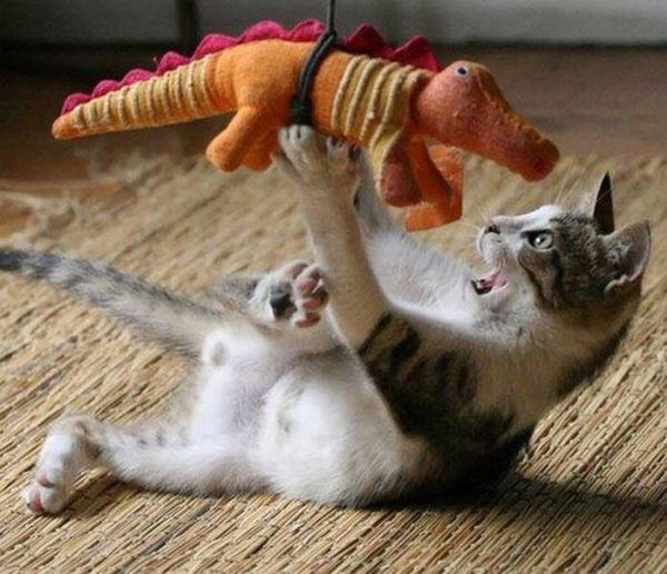 Котенок балуется