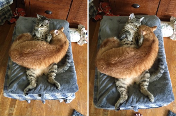 Коты для поднятия настроения