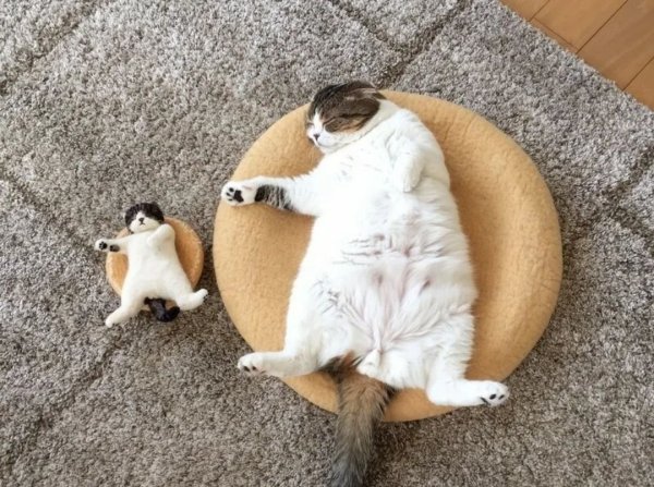 Позитивный кот