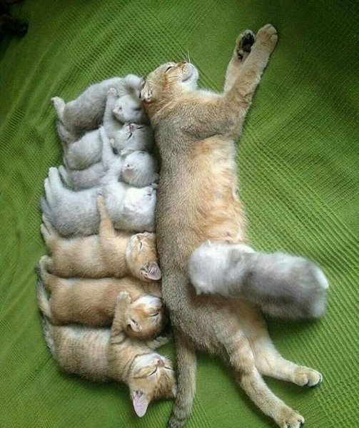 Прикольные кошки
