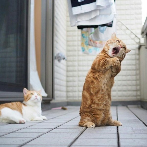 Смешной кот