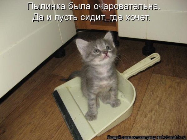 Прикольные коты с надписями до слез