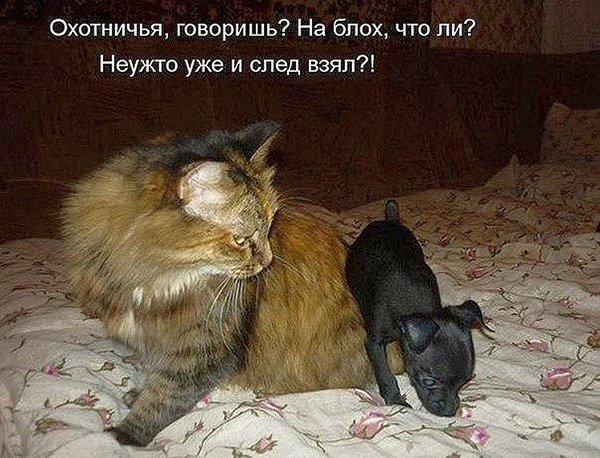 Смешные коты с надписями