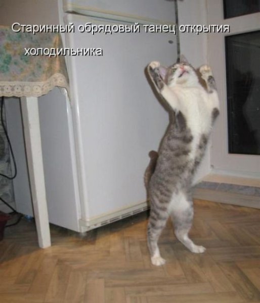 Котики с прикольными надписями