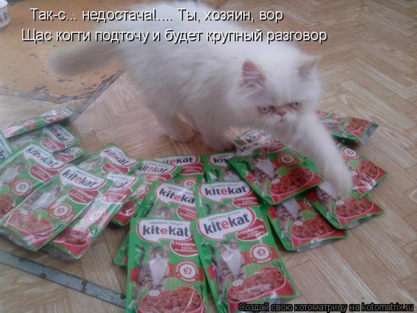 Смешные надписи с котами