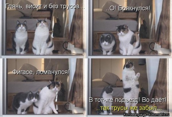 Мемы с котами до слёз