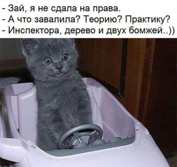 Смешные надписи с котами