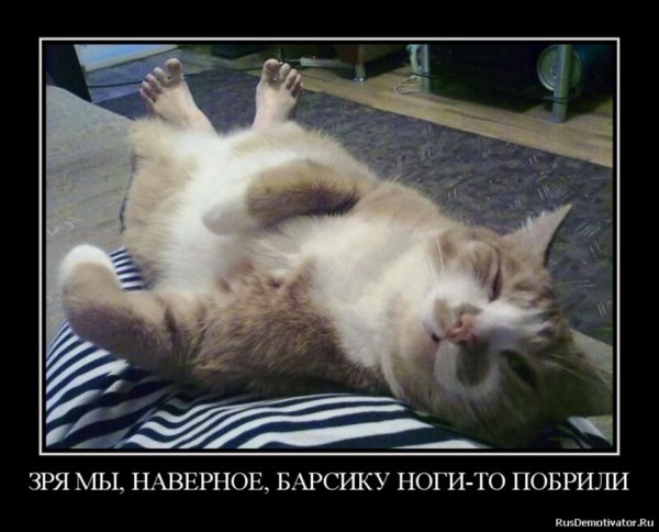 Прикольные коты с надписями