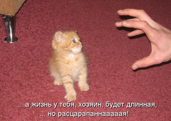 Прикольные котята с надписями