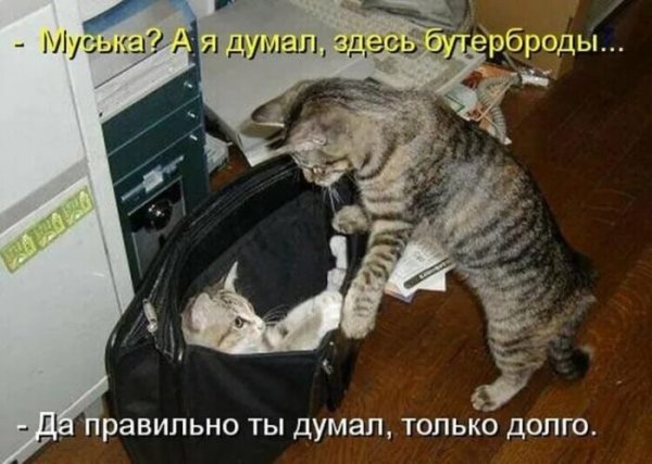 Прикольные коты с надписями