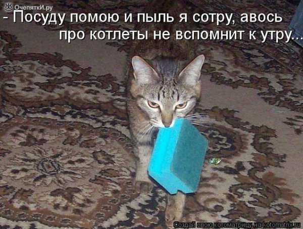 Шутки про котов