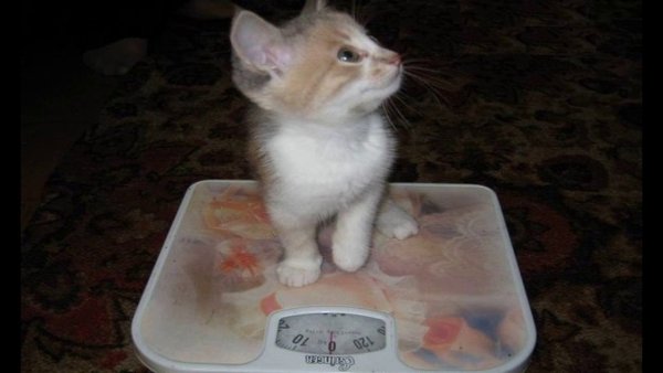 Прикольные коты с надписями