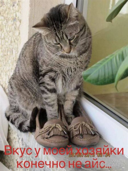 Смешные надписи с котами