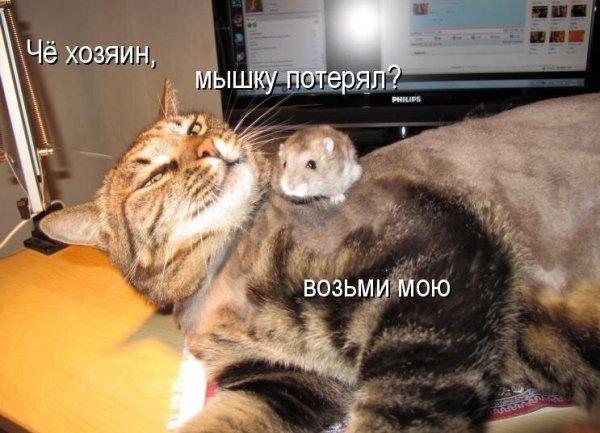 Смешные котики с надписями