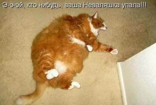 Смешные картинки с котами и надписями