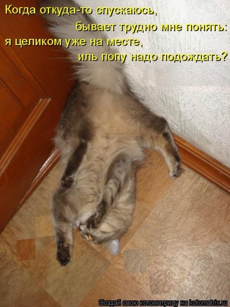 Приколы с котами с надписями