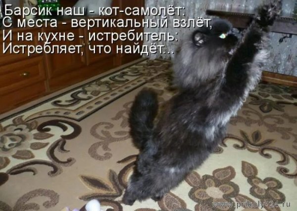 Котики смешные с надписями до слез