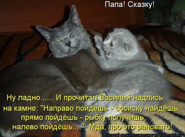 Приколы про котов с надписями