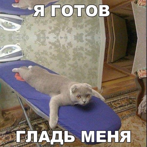 Смешные коты картинки с надписями