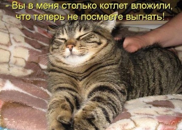 Котики приколы с надписями