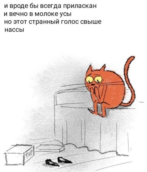 Лозунги котов