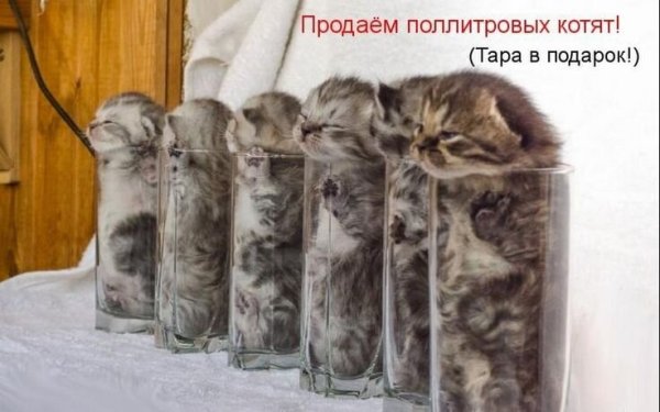 Смешные котята с надписями