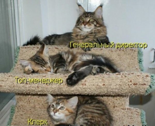 Котики с надписями