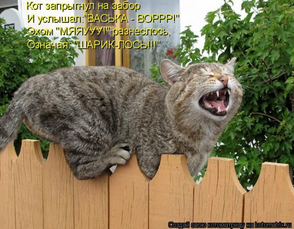 Прикольные кошки с надписями