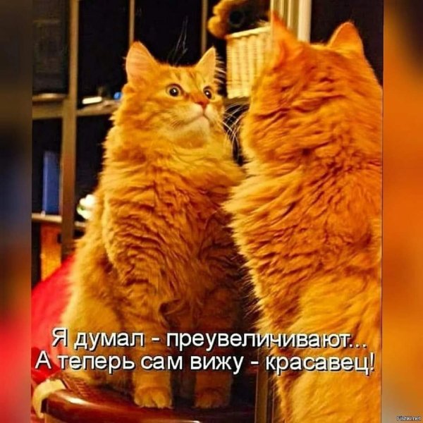 Прикольные коты
