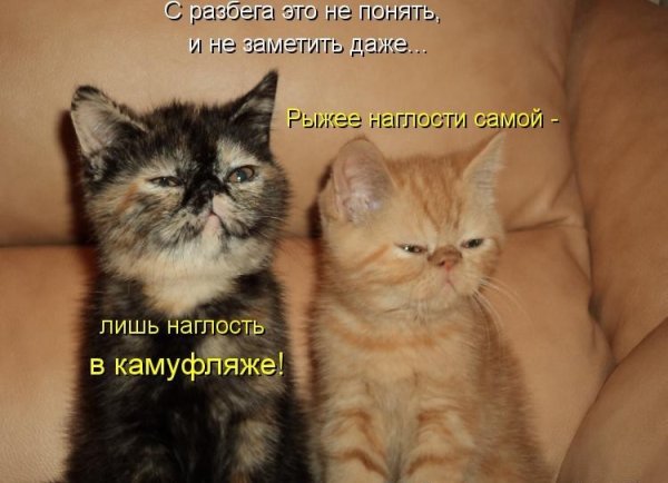 Смешные котики с надписями