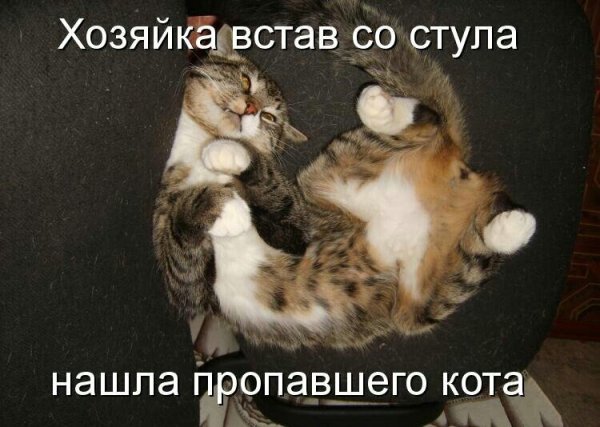 Приколы про котов с надписями