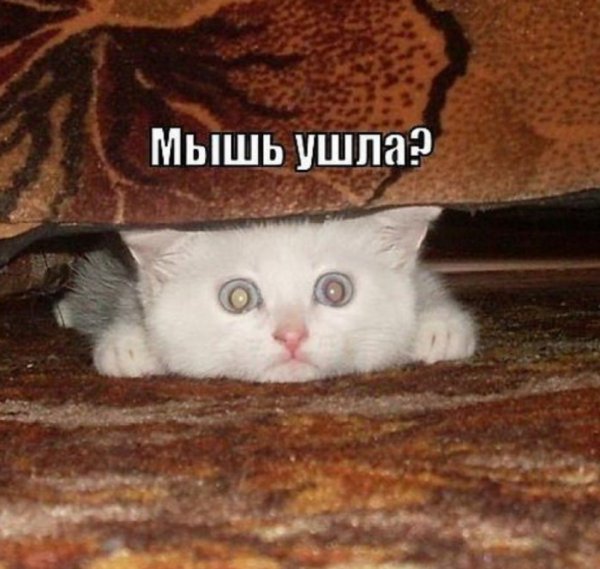 Котята приколы с надписями