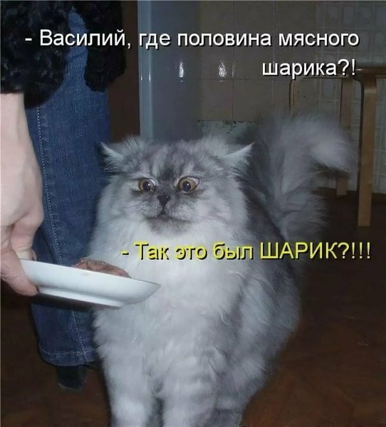 Смешные коты с надписями
