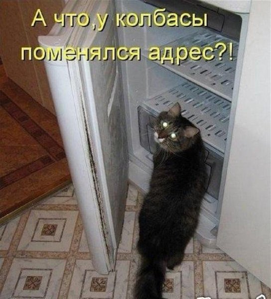 Смешные коты с надписями