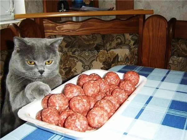 Смешные коты с надписями