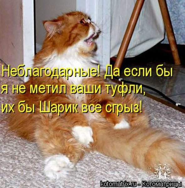 Смешные коты с надписями