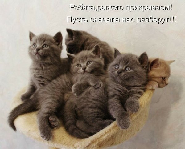 Смешные коты с надписями