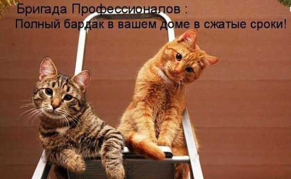 Приколы с котами