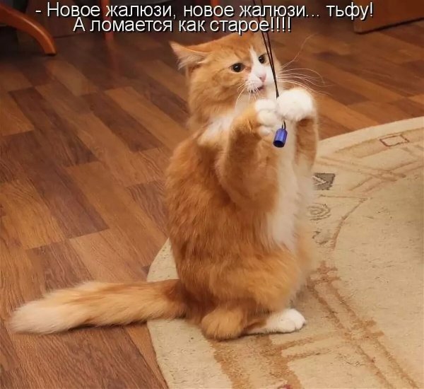 Смешные коты снадпясами