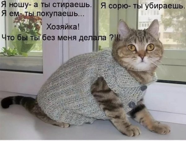 Прикольные кошки с надписями