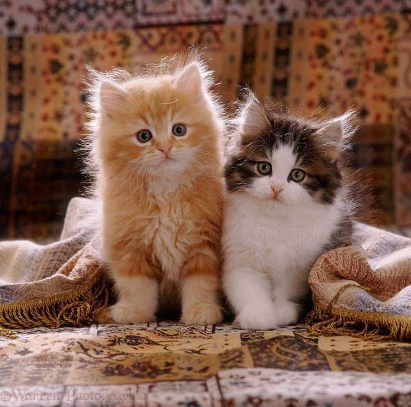 Открытки с котятами