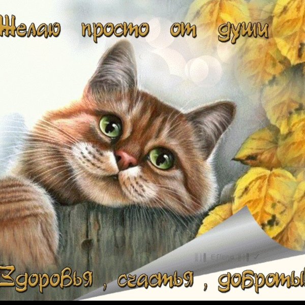 С котами с пожеланиями